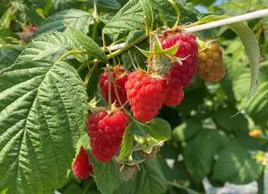 raspberry-tulameen-