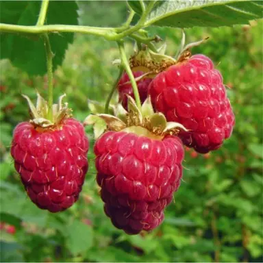 raspberry-waiau-