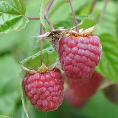 rubus-clutha-