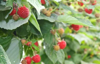 rubus-clutha-1