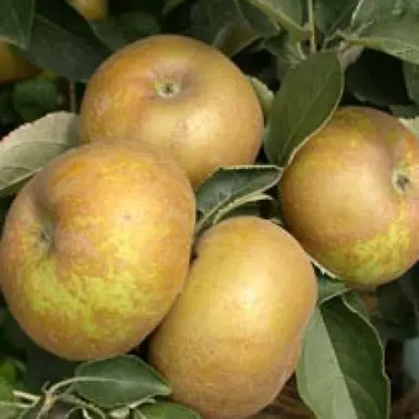 'Reinette du Canada' apple fruit.