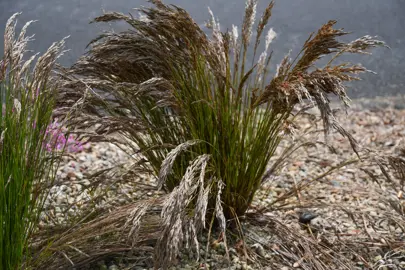 Restio festuciformis brown grass in a garden.