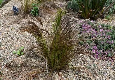 Restio festuciformis brown grass plant.