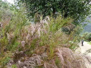 Restio quadratus plants in a garden.