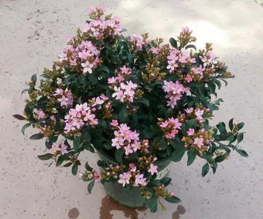 Rhaphiolepis 'Ballerina' plant in a pot with pink flowers and dark green foliage.