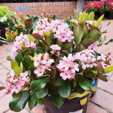 Rhaphiolepis 'Oriental Pink' plant with pink flowers and dark green foliage.