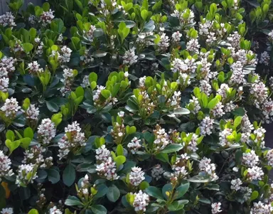 Rhaphiolepis 'Spring Pearl' shrub with white flowers and dark green foliage.