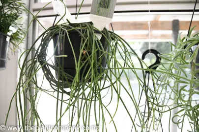 rhipsalis-baccifera-1