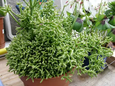 rhipsalis-cereuscula-