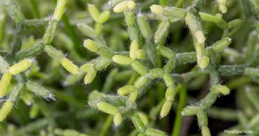 rhipsalis-cereuscula-1