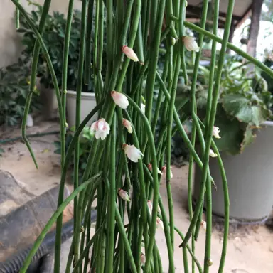 rhipsalis-puniceodiscus-1