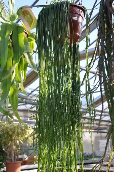 rhipsalis-puniceodiscus-2