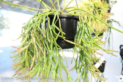 rhipsalis-sulcata-