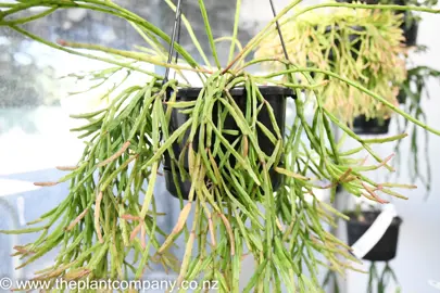 rhipsalis-sulcata-1