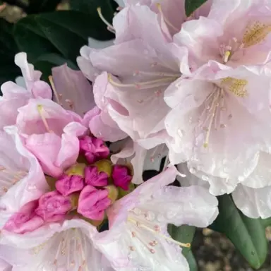 rhododendron-alex-holmes-