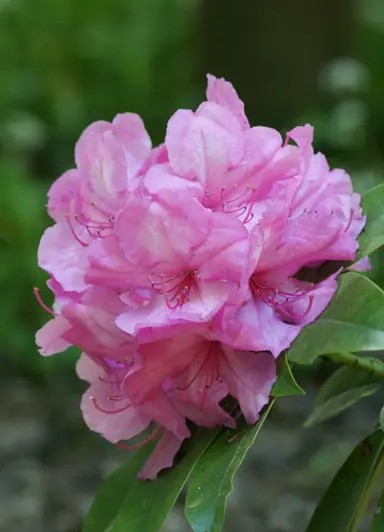 Rhododendron 'Alice' pink flowers.