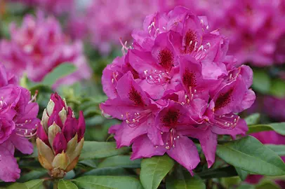 rhododendron-anah-kruschke--1