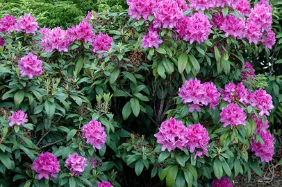 rhododendron-anah-kruschke-