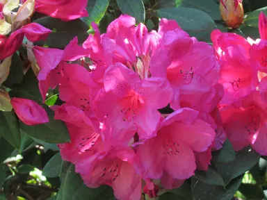 Rhododendron 'Anna Rose Whitney' pink flowers.