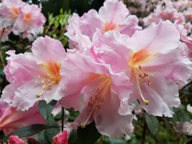 Rhododendron 'Anne Teese' pink flowers.