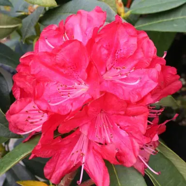 rhododendron-bibiani--1