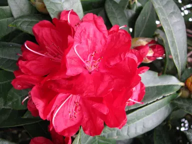 rhododendron-bibiani--2