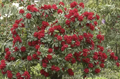 rhododendron-bibiani-