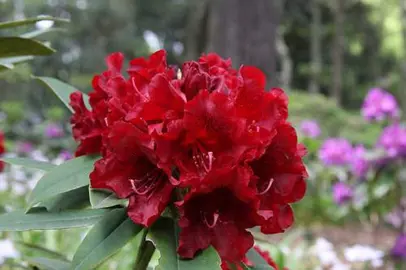 rhododendron-black-magic--2