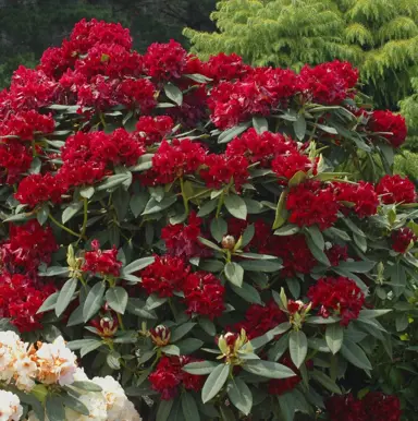 rhododendron-black-magic-