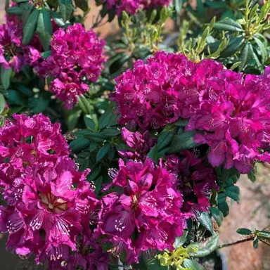 rhododendron-black-prince-