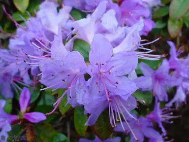 Rhododendron Blue Admiral plant with blue flowers.