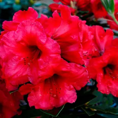 rhododendron-britton-hill-bugle-