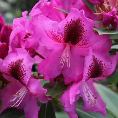 rhododendron-broxton-