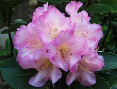 Rhododendron 'Bruce Brechtbill' pink flowers.