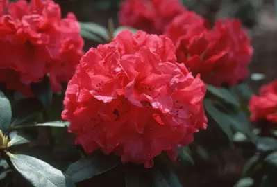 Rhododendron 'Burnaby Centennial' plant with red flowers.