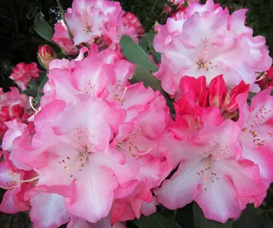 Rhododendron 'Candy Pink' flowers.