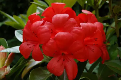 Rhododendron 'Captain Scarlet' red flowers.