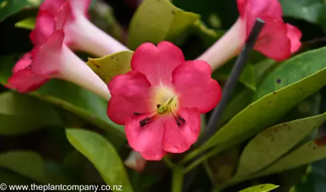 Rhododendron 'Cherry Glow' rose-pink flower.