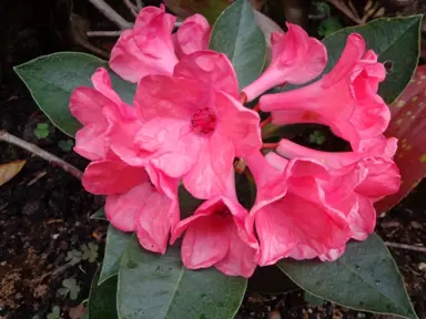 Rhododendron 'Cherry Pie' rose-pink flowers.