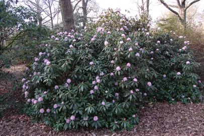 rhododendron-christmas-cheer--1