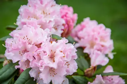 rhododendron-christmas-cheer-