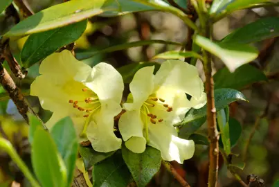 Rhododendron chrysomanicum yellow flowers.