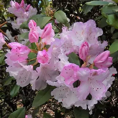 rhododendron-claire-