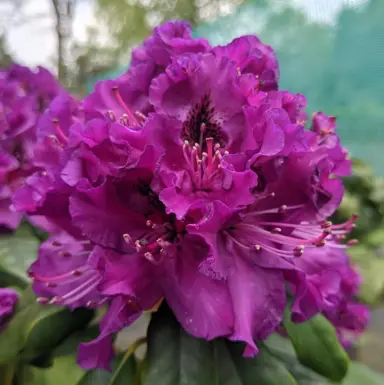 Rhododendron Colonel Coen purple flowers.