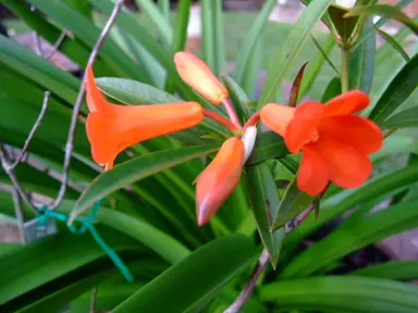 Rhododendron 'Cordial Orange' flower and green foliage.