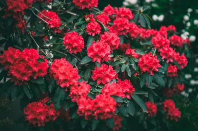 Rhododendron cornubia plant with red flowers.