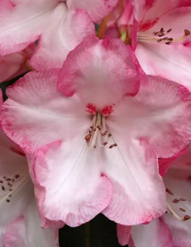 Rhododendron 'Cotton Candy' pink flower.