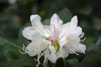 Rhododendron 'Cunninghams White' white flowers.