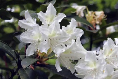 Rhododendron 'Cunninghams White' shrub with white flowers.