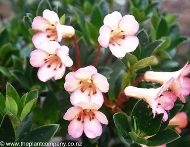 rhododendron-dawn-chorus-